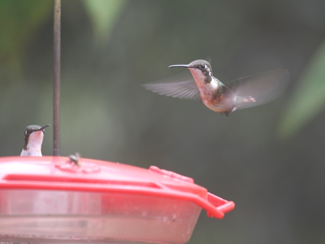 White-bellied Woodstar