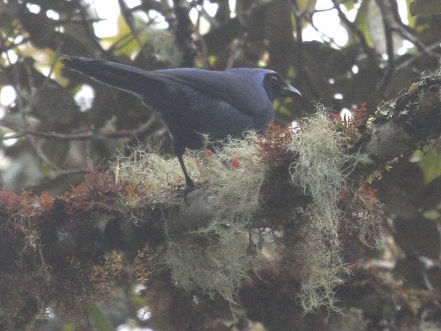 White-collared Jay