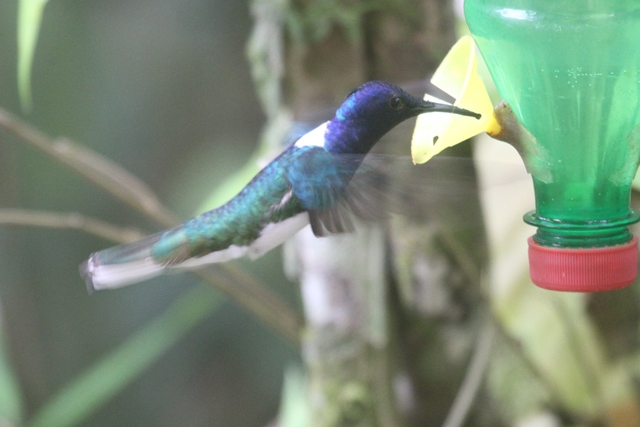 White-necked Jacobin