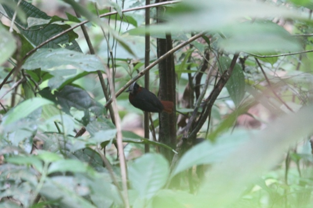 White-plumed Antbird