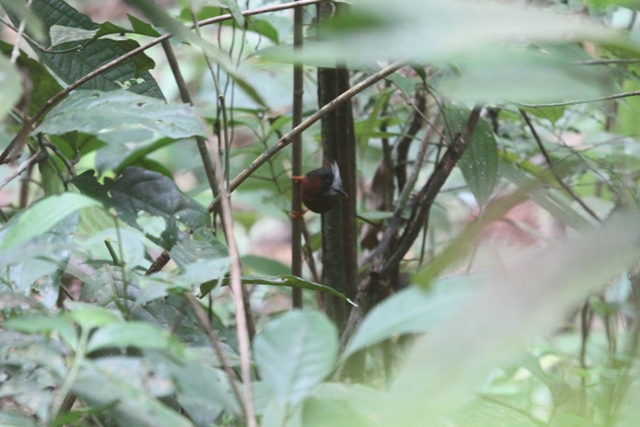 White-plumed Antbird