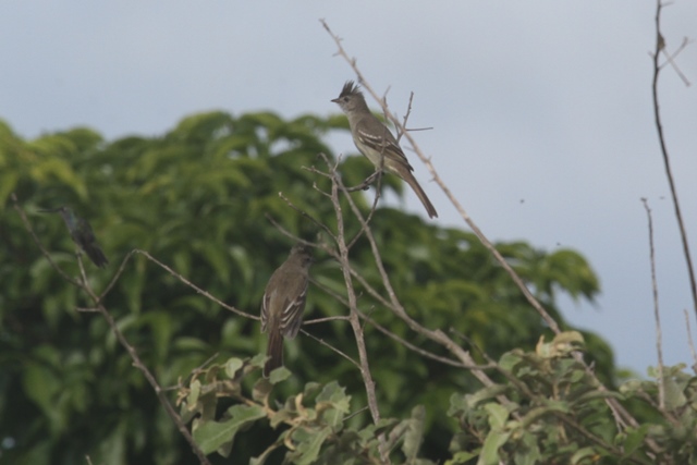 Yellow-bellied Elaenia