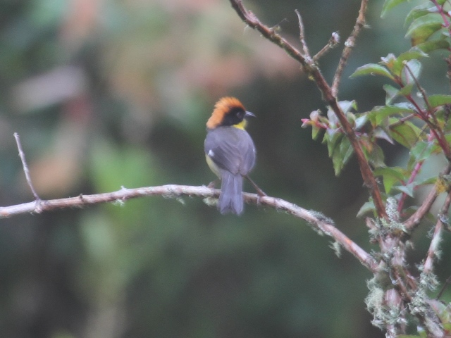 Yellow-breasted Brush-Finch