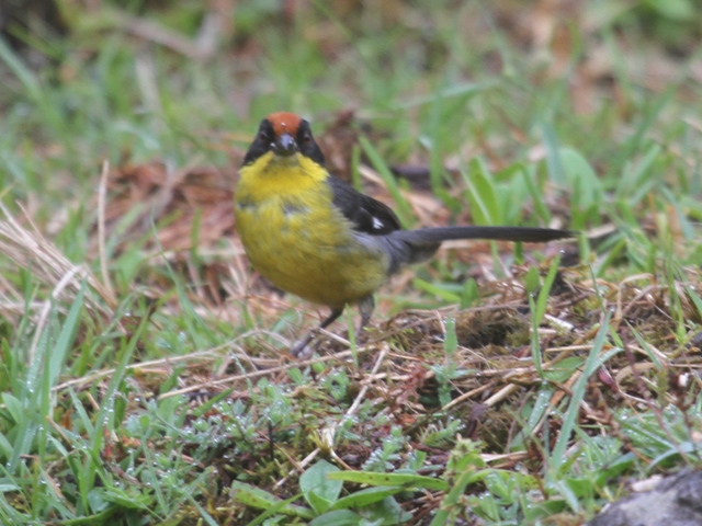 Yellow-breasted Brush-Finch