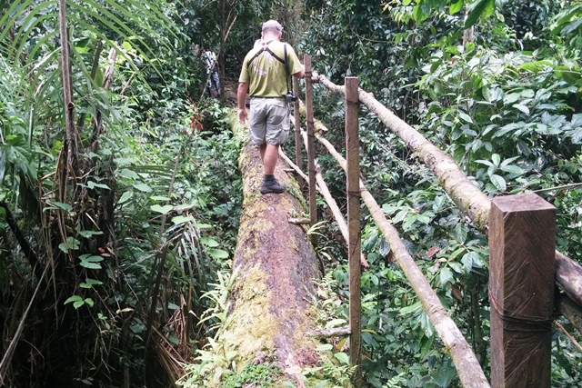 log bridge