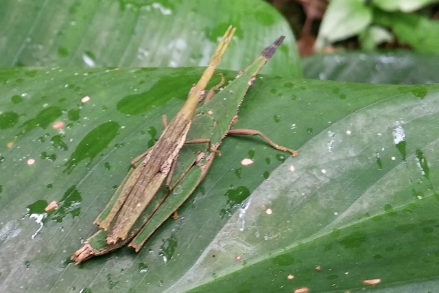 camouflaged insects