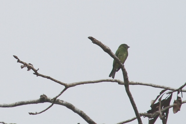 female Swallow Tanager