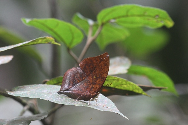 leaf butterfly