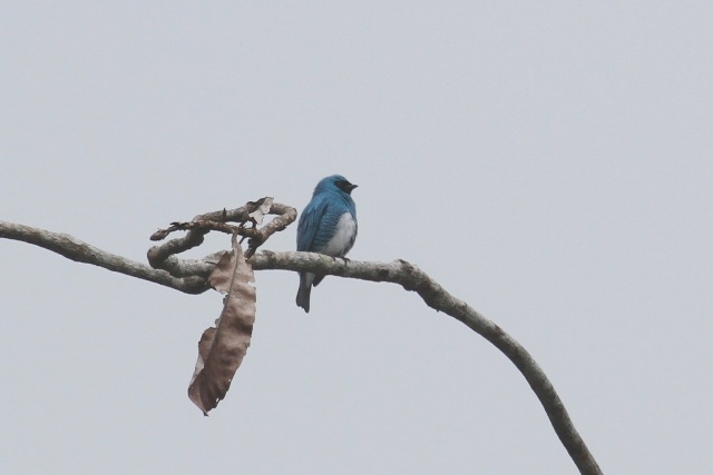 male Swallow Tanager