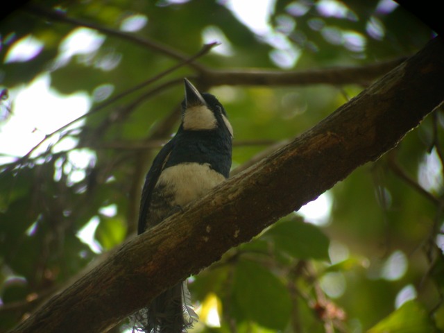 Black-breasted Puffbird