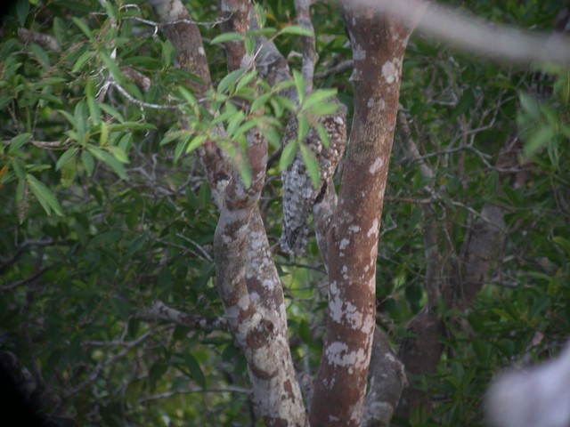 Great Potoo