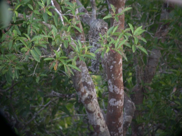 Great Potoo