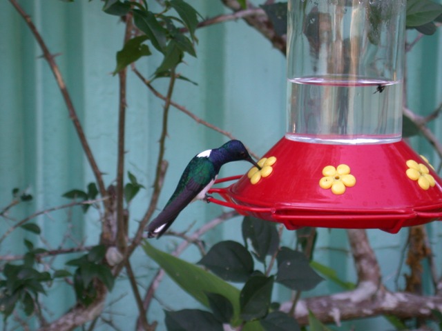 White-necked Jacobin