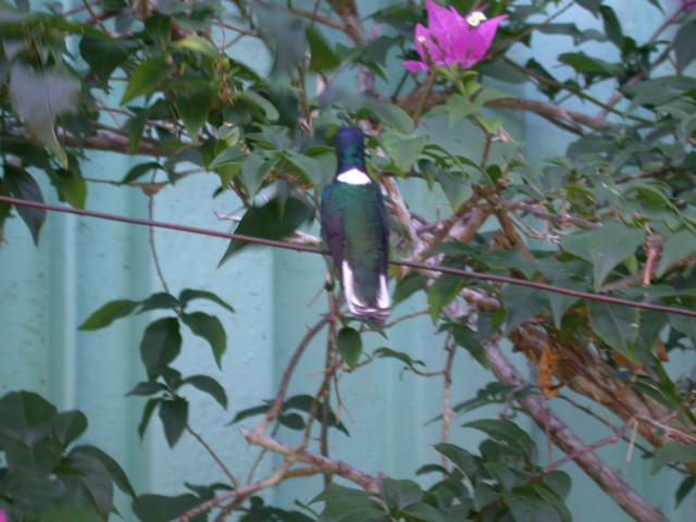 White-necked Jacobin