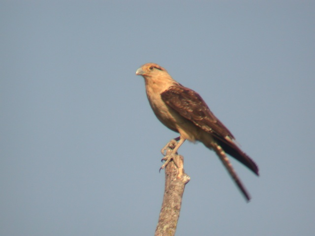 Yellow-headed Caracara