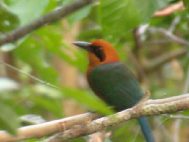 Rufous Motmot