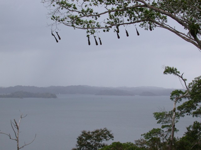 Oropendola nests