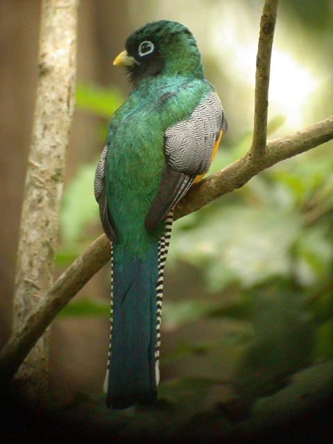 Black-throated Trogon