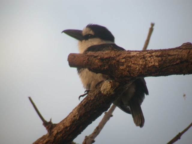 White-necked Puffbird