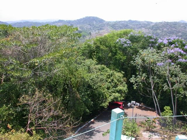 View from the Canopy Tower