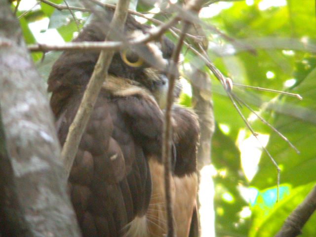 Spectacled Owl