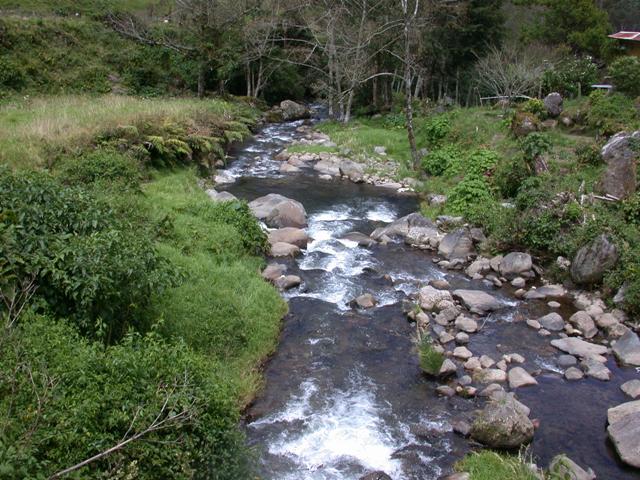 Torrent Tyrannulet site