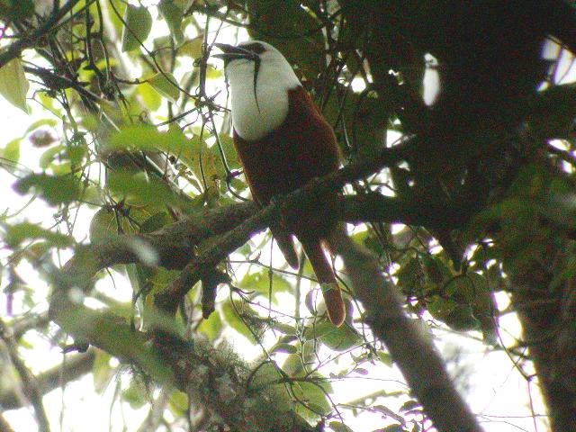 Bellbird