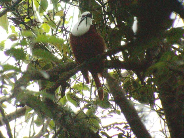 Bellbird