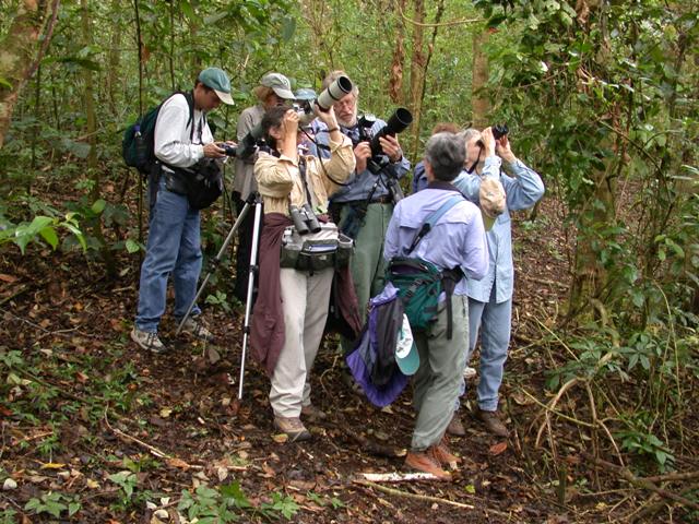 Looking at the Bellbird