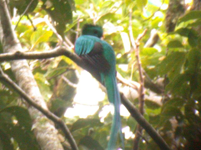 Resplendent Quetzal