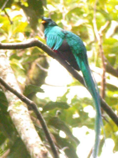 Resplendent Quetzal