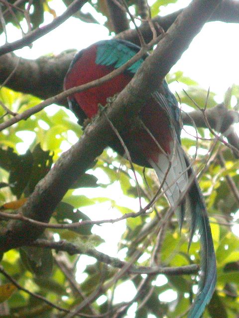 Resplendent Quetzal