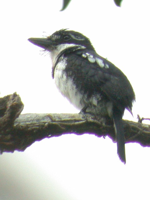 Pied Puffbird