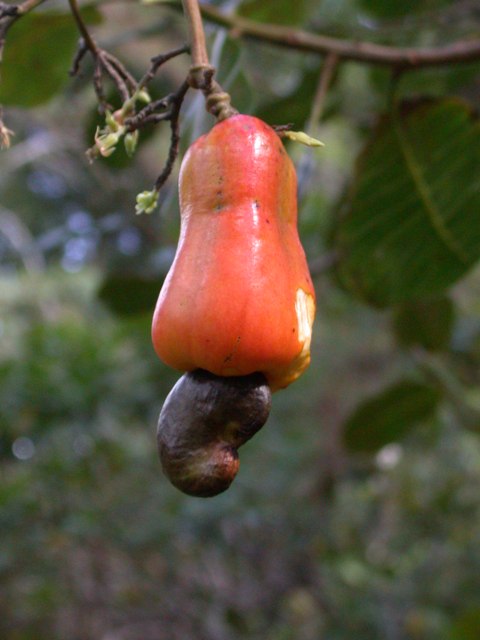 cashew